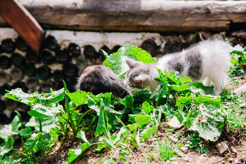 A small white-gray kitten walks on the board and learns the world