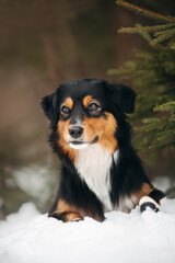 tricolour mini aussie playful with disk running throw snow flying jumping portrait action