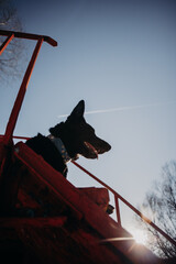 working german sheperd on platz in snow sunset cold black dog 