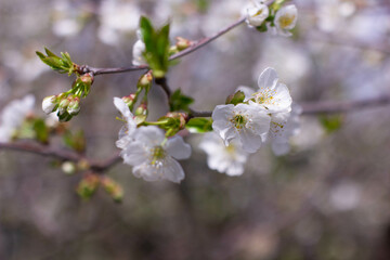 Obraz premium blooming tree