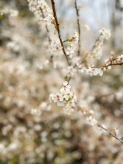 Blackthorn
