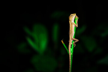 A lizard crawling in a plant