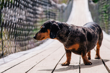 A dachshund dog walks on a wooden suspension bridge in sunny weather