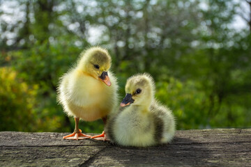 Two cute little domestic goose chicks on a wooden bench