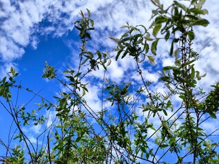blue sky and white flowers