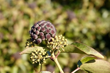 Purple ripe berries of common ivy. Ivy berries are somewhat poisonous to humans, but ivy extracts...