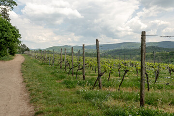Fototapeta na wymiar Wine field with young green wine plants at the top of a mountain, Auerbach, Bensheim, Germany