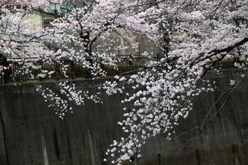 石神井川の桜