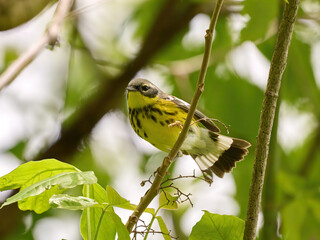 Magnolia Warbler