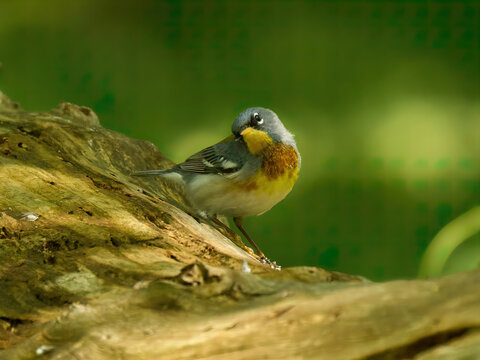 Northern parula small bird