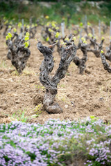 Fototapeta premium Vineyards of Cotes de Provence in spring, Bandol wine region, wine making in South of France