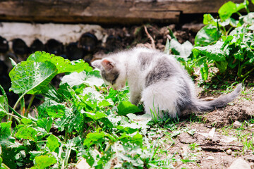 A small white-gray kitten walks on the board and learns the world