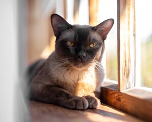 Portrait of burmese cat lying resting on wooden windowsill in sunshine. Pet at home. High quality...