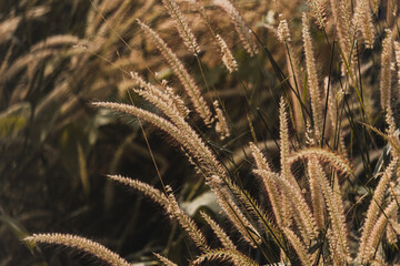 golden wheat field