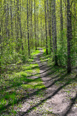 narrow path through young birch forest in springtime
