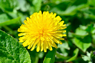 Closeup of bright yellow dandelion a sunny springday