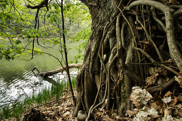 Baumwurzeln am See