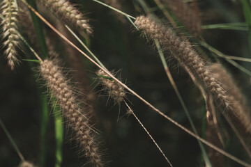 close up of a grass