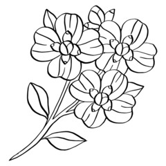 line drawing flower floral design outline illustration

