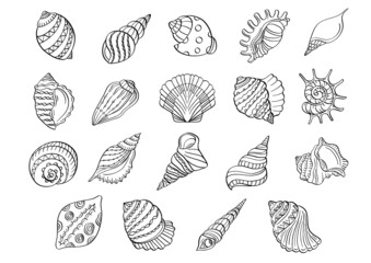 Fototapeta na wymiar set of seashells drawing outline illustration