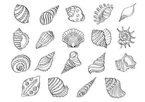 set of seashells drawing outline illustration