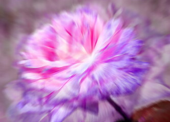 abstract composition of rose transforming into a carnation,