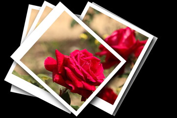 artistic composition of garden roses framed in souvenir instant photos,