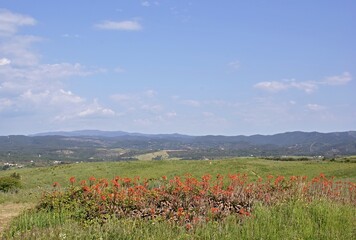 Wonderful nature landscape in the Alentejo region - Portugal