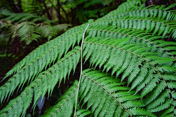 Dark green New Zealand fern plant closeup