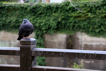 佇む鳩