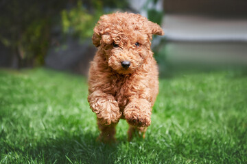 Poodle puppy playing on the lawn, dog in motion