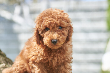 Poodle puppy of a bright color close-up