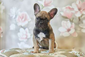 close-up puppy, french bulldog puppy sitting in the room on the floor