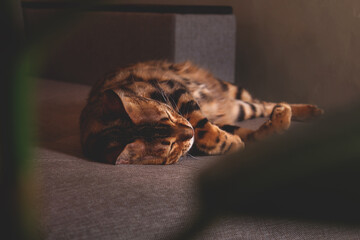 Bengal cat lying on sofa and smiling.