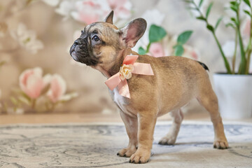 puppy close-up, french bulldog puppy at home on the floor
