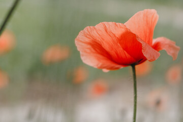 Obraz premium red poppy flower