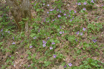 シラネアオイの群生（北海道札幌市・滝野すずらん丘陵公園） / Glaucidium palmatum colony (Takino Suzuran Hillside Park, Sapporo City, Hokkaido)