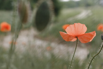 red poppy flower