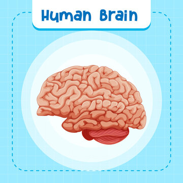 Human internal organ with brain