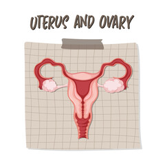 Human internal organ with uterus