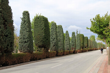 A view from Yeni Meram Street in the city center of Konya. Pine trees in the median of the street....