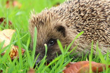 Photo d'un jeune hérisson sur de l'herbe