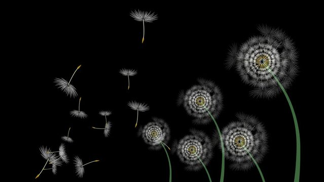 Animation. Graphic image of a dandelion on a black background. 
The dandelion is scattering its seeds. Background, design.
