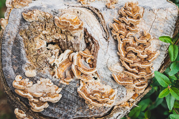 fungus or mushroom growth over dead tree stump