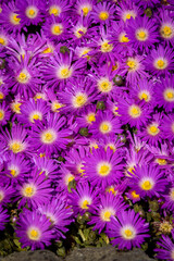 Fototapeta premium Blooming Iceplant, scientific name Delosperma, in the garden