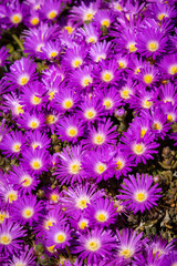 Blooming Iceplant, scientific name Delosperma, in the garden