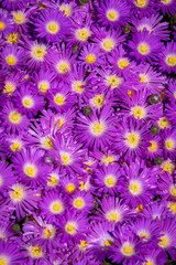 Blooming Iceplant, scientific name Delosperma, in the garden