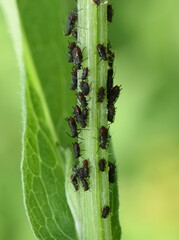 Black bean aphids aphis fabae colony on heavyly infested plant stem