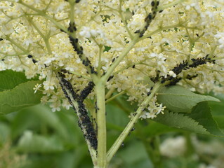 Black bean aphids aphis fabae on infested elderberry plant flowers