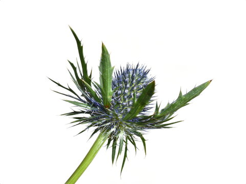 The blue and thorny flower of a sea holly eryngium plant isolated on white background